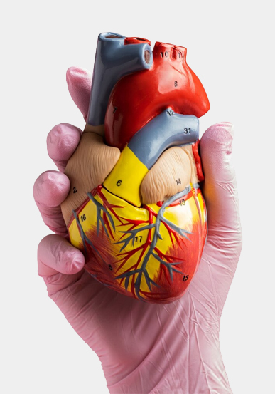 Endocrinology Service